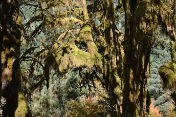 Trees Moss Forest