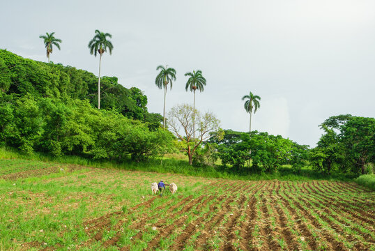 agriculteur avec une charrue de traction animale,  Mayajigua, Cuba