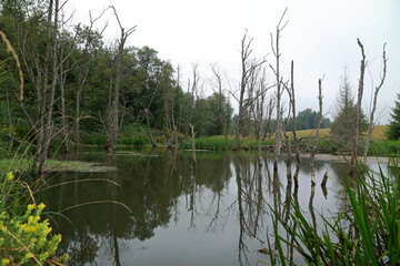 Fototapeta premium Small pond in former abandoned village Beniowa in Bieszczady Mountains, Poland