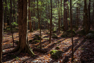 The forest floor in late fall in new england