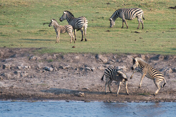 Fototapeta na wymiar Burchell's zebras (Equus burchelli), Chobe National Park, Botswana