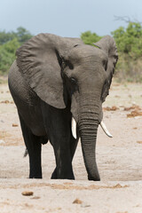 Fototapeta na wymiar African elephant (Loxodonta Africana), Savuti marsh, Chobe National Park, Botswana.