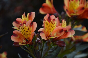 lillies red yellow asiatic