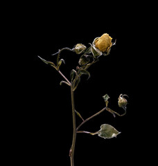 Rose. Dried dead flower isolated on black background. Sample of a flower in oriental style with pastel colors.