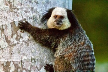 Small monkey on palm tree