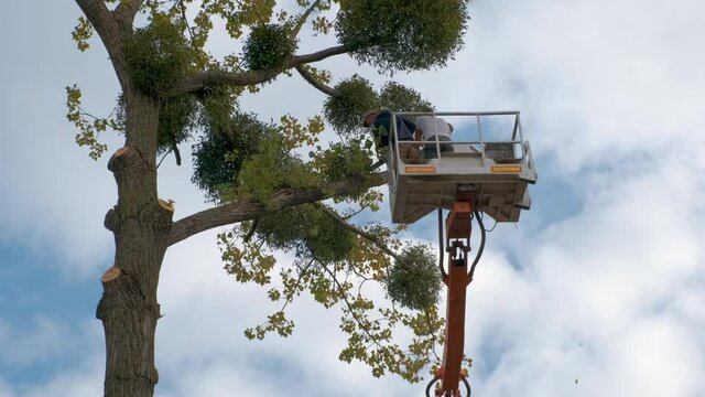 Two service workers cutting down big tree branches with chainsaw from high chair lift crane platform. Deforestation and gardening concept.