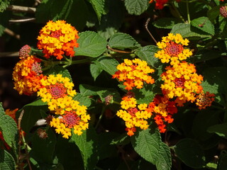 LANTANA. PLANTA DE COLORES ALEGRES.