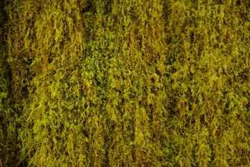 moss texture