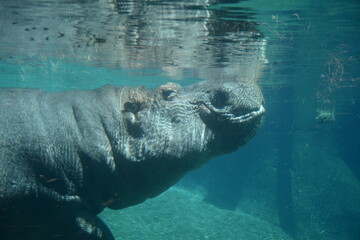 Hippo in water, underwater, breathing