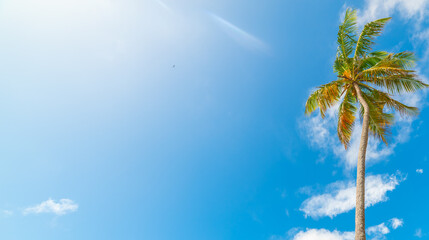 Sun shining over a tall coconut palm tree