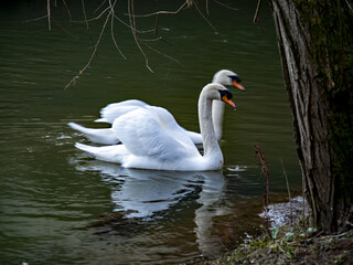 white swans on the lake