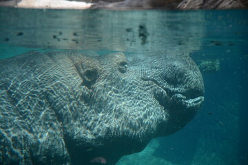 Hippo Underwater