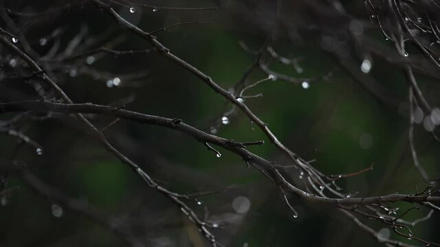 Stunning view of some drops of water falling from some pine tree branches during a rainy day.