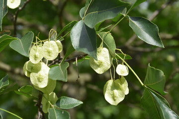parczelina trójlistkowa