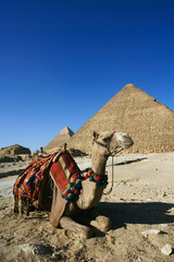 Camel in front of Cheops, The Great Pyramid and distant Khafre or Chephren.