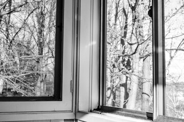 window facing forest