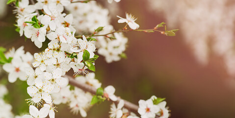 Spring banner, branches of blossoming plum tree. Delicate white and pink flower buds. Blooming tree with blank copy space. Spring banner, landscape panorama.