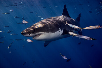 white shark underwater
