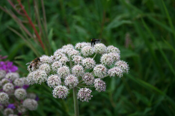 Wild flowers in Bieszczady National Park, Poland 
