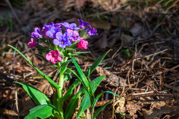 Close-up of blooming flowers Pulmonaria mollis in sunny spring day. Selective focus, copy space.