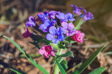 Pulmonaria mollis, arrangement of blooming flowers in sunny spring day. Focus on foreground.