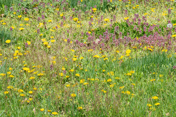 yard filled with variety of spring and summer weeds