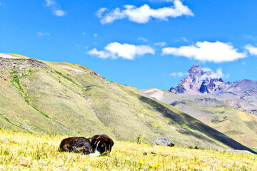 Perro descansando en la montaña