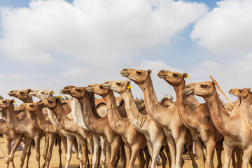 Africa, Egypt, Cairo, Birqash. October 5, 2018. Camels at the Souq al-Gamaal weekly camel market.