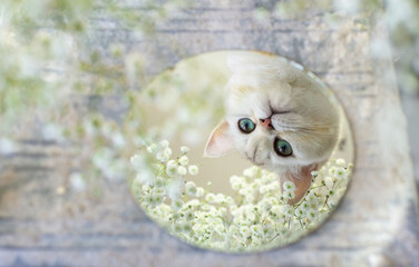 Close up portrait of a white British kitten in a round mirror. White floral background with...