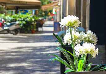 White flowers in focus and a European street going into the distance. A cityscape on a sunny day without people, siesta time. Traveling through Spain on summer vacation