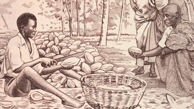 African farmers harvesting cocoa on Ghana 50 cedi (1980) banknote tracking. Ghanaian farm chocolate production. Slider shot