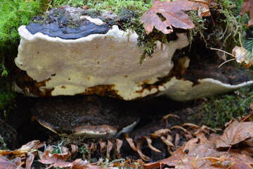 Mushroom tree bark, growing on side of tree