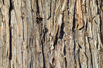 Bark tree close-up. Rough texture. Natural background, gray-brown color