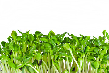 Young sunflower sprouts close up. Green shoots of sprouted grains. Sprouts isolated on a white background.