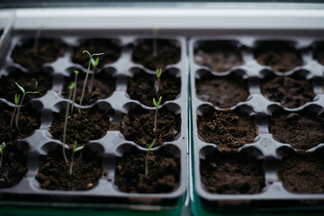 seedlings in peat pots. Baby plants seeding, black hole trays for agricultural seedlings. The...