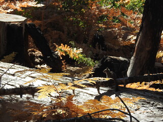 A lodgepole chipmunk perched on a fallen tree, under the autumn foliage, in the Sequoia National Park, Sierra Nevada Mountains, California. 