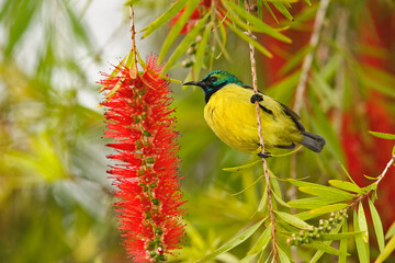 Variable Sunbird, Nectarinia venusta, Aberdare Country Club, Nyeri, Kenya