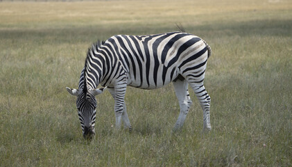 Fototapeta na wymiar Zebra with a beautiful mane grazes in a wild field, on a sunny day
