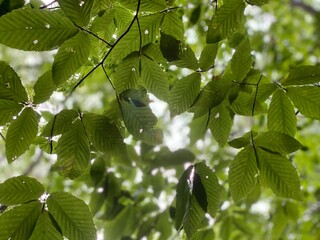 green leaves in the sun