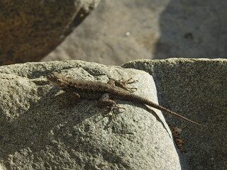 A western fence lizard, perched on a granite rock in the Sequoia National Forest, Sierra Nevada Mountains, California. 