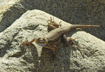 A western fence lizard, perched on a granite rock in the Sequoia National Forest, Sierra Nevada Mountains, California. 
