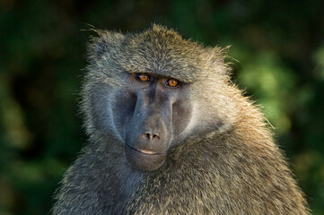 Africa, Kenya, Samburu National Reserve. Olive baboon close-up.