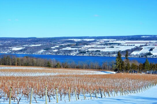 Winter Landscape With Vineyard, Mountains And Seneca Lake, In The Heart Of Finger Lakes Wine Country, New York	