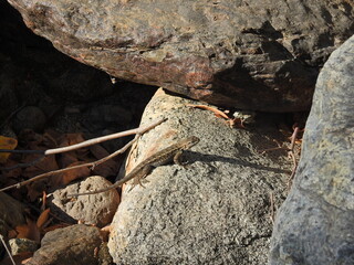 A western fence lizard, perched on a granite rock in the Sequoia National Forest, Sierra Nevada Mountains, California. 