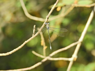 A dragonfly hanging on a thin branch in the Sequoia National Forest, Sierra Nevada Mountains, California.