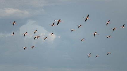 Africa, Kenya, Amboseli National Park. Flock of lesser flamingos flying.