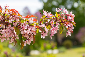 tree blossom