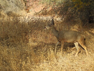 Mule deer enjoying a beautiful day in the Sequoia National Park, Sierra Nevada Mountains, California. 