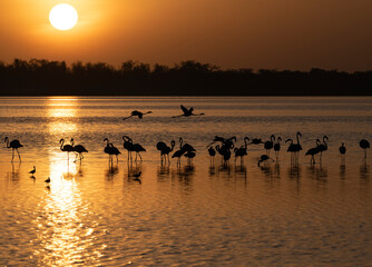 Africa, Kenya, Amboseli National Park. Greater flamingos in water at sunrise.