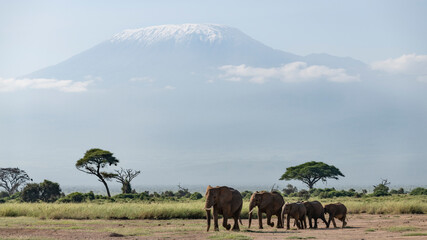 Fototapeta na wymiar Africa, Kenya, Amboseli National Park. Elephants and Mount Kilimanjaro.